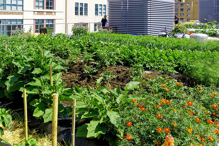 The Benefits of Creating Urban Gardens in the City IMG
