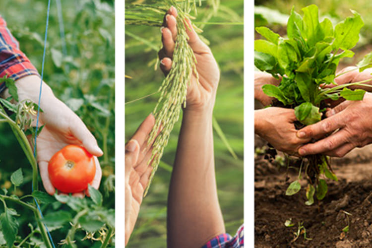The Benefits of Organic Agriculture: Why You Should Consider It img
