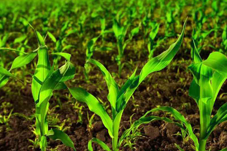 The Importance of Soil Health in Organic Farming img