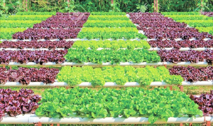 organic farming_blog_image