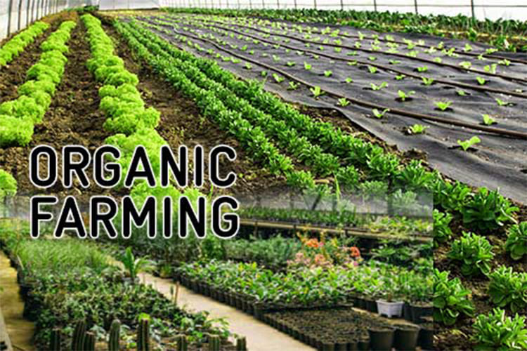 Blog  Top 5 Reasons Why Organic Farming is Profitable