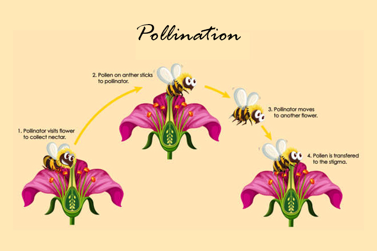 pollinators_blog_image