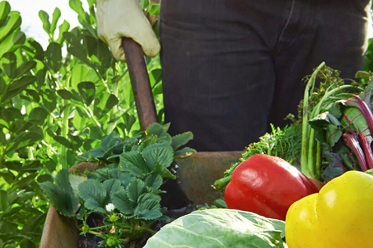 Organic farming-blog-img
