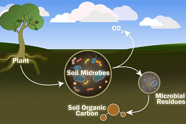 Soil Microbiology-blog-image