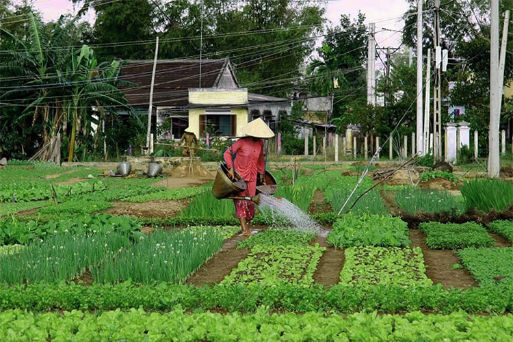 can-organic-farming-produce-enough-food-blog-image